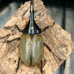 DHヘラクレス♂125mmの画像