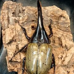 DHヘラクレス♂135mmの画像
