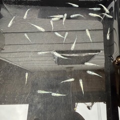 メダカ　レックウザ　1ペア➕1のトリオ
の画像
