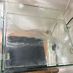 GEX 30センチガラスキューブ水槽の画像