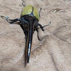 ヘラクレスオオカブトの画像