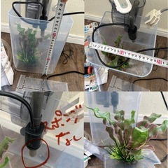 小型スクエア水槽セット　の画像
