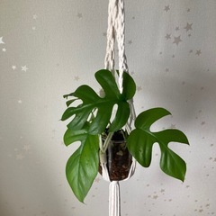 ヒメモンステラ　吊り下げ　ハイドロカルチャー　植物の画像