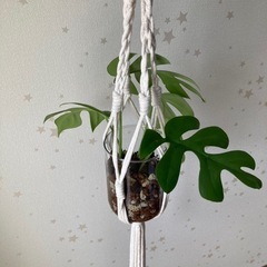 ヒメモンステラ　吊り下げ　ハイドロカルチャー　植物の画像