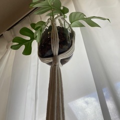 ヒメモンステラ　吊り下げ　ハイドロカルチャー　植物の画像