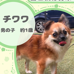 チワワの男の子
