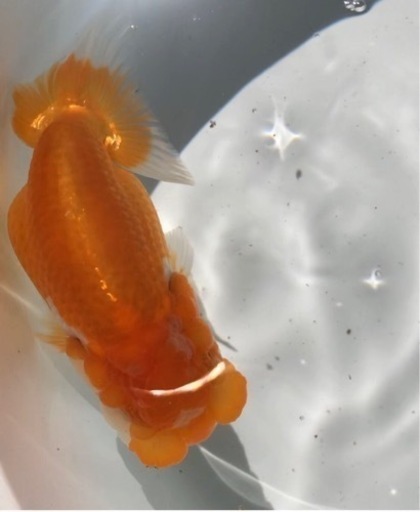 らんちゅう 優良血統