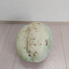無農薬栽培　とうがん　冬瓜の画像