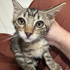 ★里親募集中★ 超陽気でフレンドリーな猫☆しょうり君