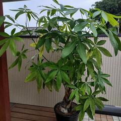 ★ パキラ 特大！ ねじり茎の画像