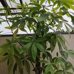 ★ パキラ 特大！ ねじり茎の画像