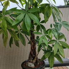 ★ パキラ 特大！ ねじり茎の画像