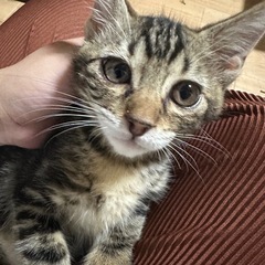 ★里親募集中★ ちょっと俺様気取りででクールな子猫☆ふうま