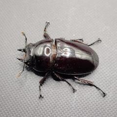 【♂54mm♀41mm】レギウスオオツヤクワガタ①　♂♀ペアの画像