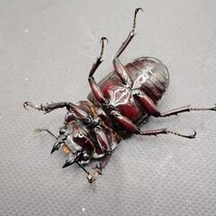 【♂54mm♀41mm】レギウスオオツヤクワガタ①　♂♀ペアの画像
