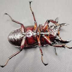 【♂54mm♀41mm】レギウスオオツヤクワガタ①　♂♀ペアの画像