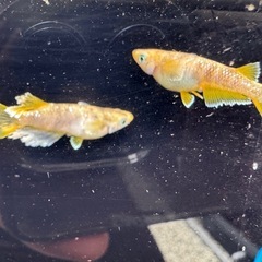 メダカ　蛇墨武リモーネ　メス単品の画像