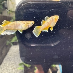 メダカ　蛇墨武リモーネ　メス単品の画像