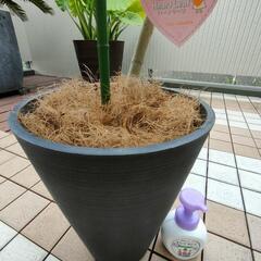 ★ウンベラータ 特大！ねじり茎の画像