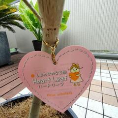 ★ウンベラータ 特大！ねじり茎の画像