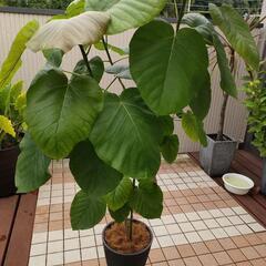 ★ウンベラータ 特大！ねじり茎の画像
