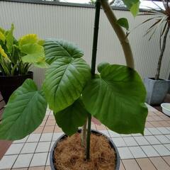 ★ウンベラータ 特大！ねじり茎の画像