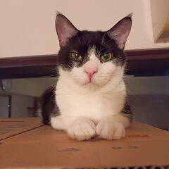 陽気な☆じゃいあんクン1匹飼いの方に