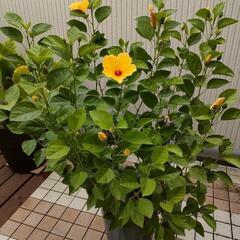 ★ハイビスカス 特大！金運黄色の画像