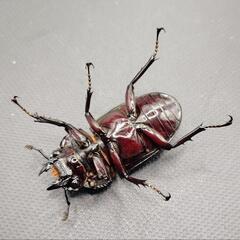 【♂54mm♀41mm】レギウスオオツヤクワガタ②の画像