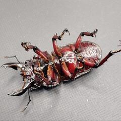 【♂54mm♀41mm】レギウスオオツヤクワガタ②の画像