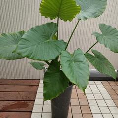 ★クワズイモ (大) おしゃれ〜の画像