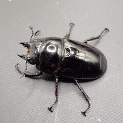 【♂62mm♀48mm】レギウスオオツヤクワガタ③の画像
