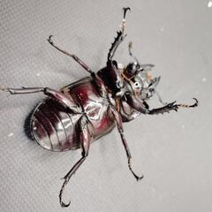 【♂62mm♀48mm】レギウスオオツヤクワガタ③の画像