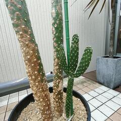 ★サボテン スミエボシ 特大！の画像