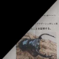 【幼虫3頭】ウエストウッディ LS産 ②の画像