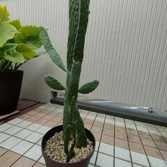 ★サボテン スミエボシ 87cmの画像