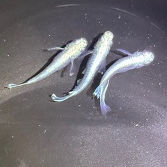 メダカ　ブルーブルの画像