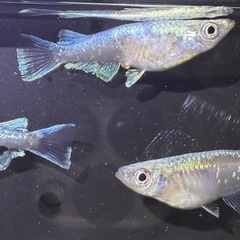 メダカ　ブルーブルの画像
