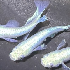 メダカ　ブルーブルの画像