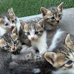【子猫　里親様募集‼︎!】