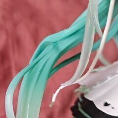 初音ミク BIRTH DAY 2025 AMP フィギュア タイトー プライズの画像