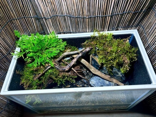 水の流れる滝テラリウム水槽 苔テラリウム イワヒバ 滝のある