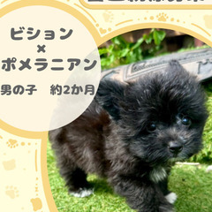 ポメビションの男の子
