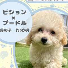 ビションプーの男の子