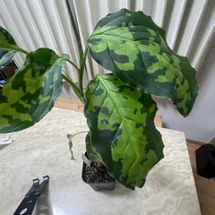 観葉植物🌱の画像