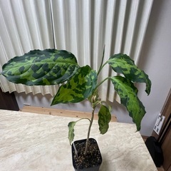 観葉植物🌱の画像