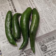 採れたて無農薬新鮮野菜の画像