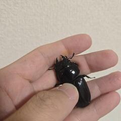 オオクワガタ♀46.4ミリの画像