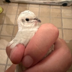 現在交渉中　お問い合わせ停止中　差し上げます　ヒメウズラ　2羽　の画像