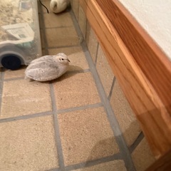 現在交渉中　お問い合わせ停止中　差し上げます　ヒメウズラ　2羽　の画像
